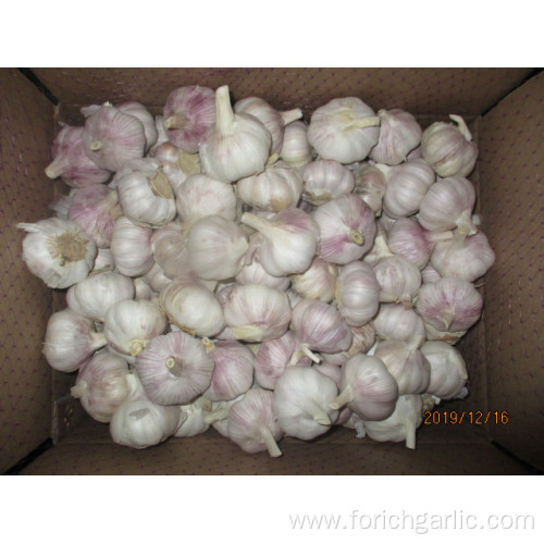 Fresh Normal White Garlic Best